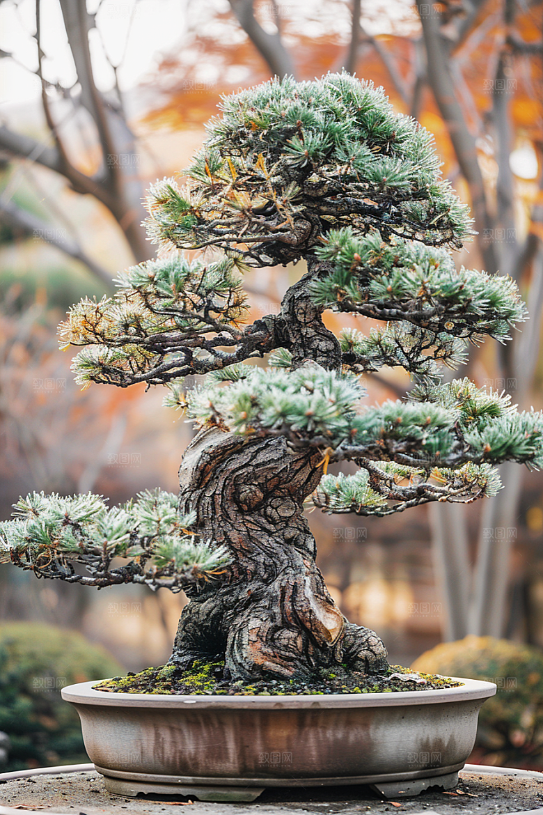 黑松盆景优雅自然摄影图