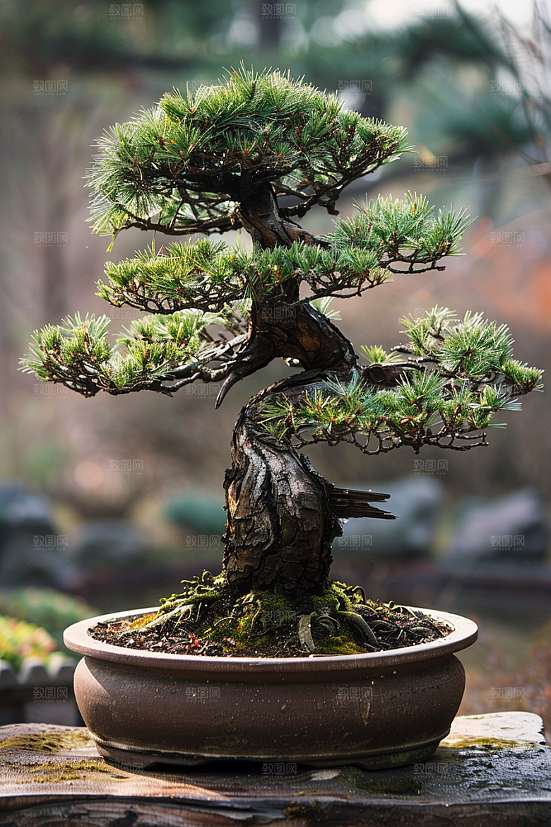 黑松盆景雅致植物摄影图