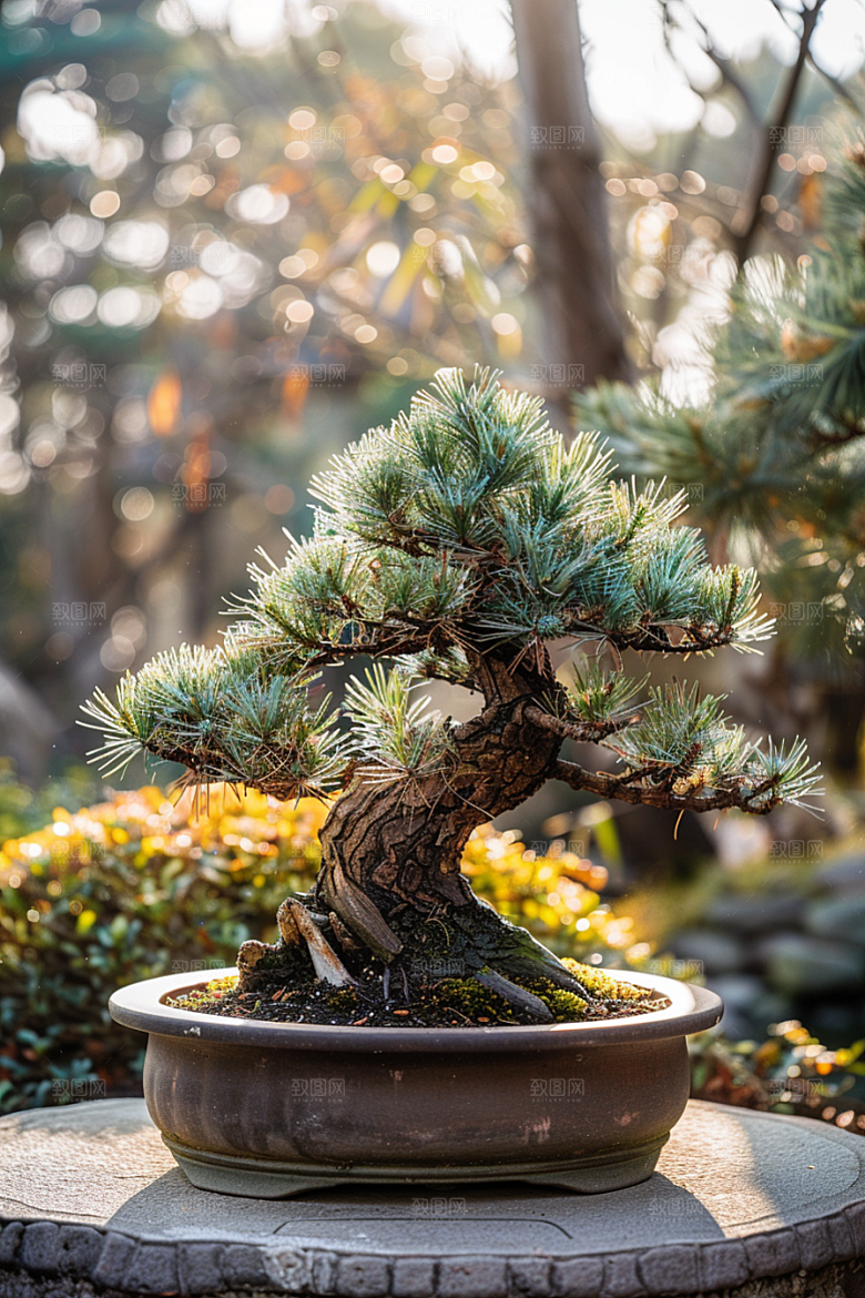 黑松盆景高清松树摄影图