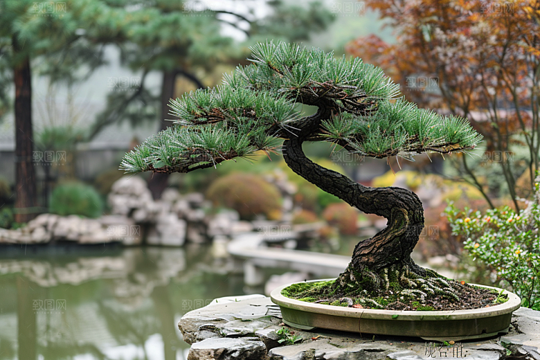 黑松盆景高雅装饰摄影图