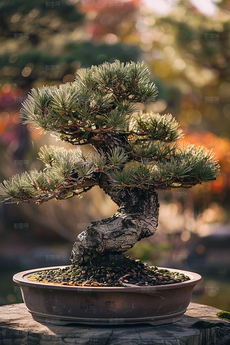 黑松盆景自然庭院摄影图