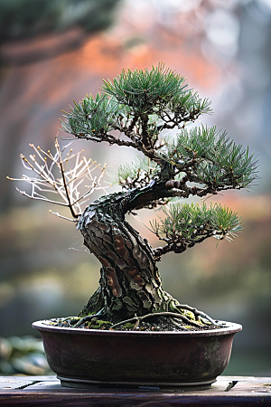 黑松盆景自然植物摄影图