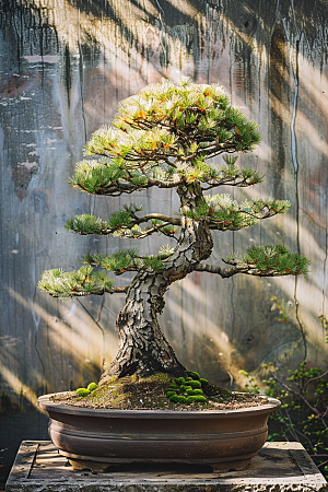 黑松盆景高雅雅致摄影图