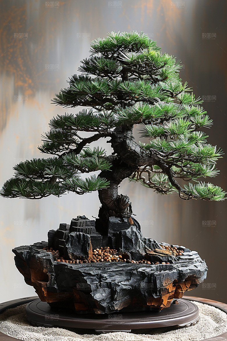 黑松盆景装饰庭院摄影图