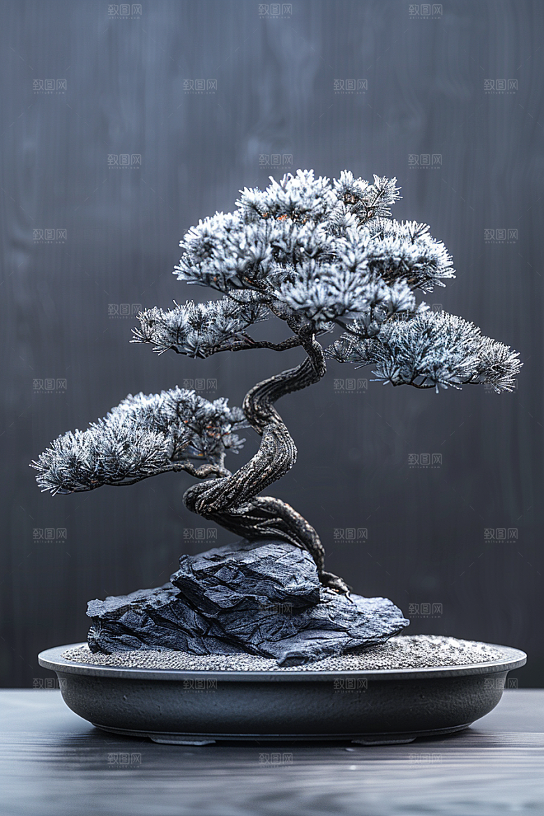 黑松盆景中国风装饰摄影图