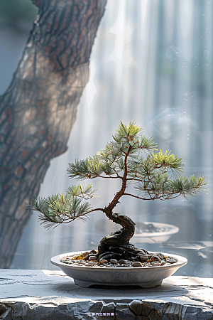 黑松盆景中式雅致摄影图