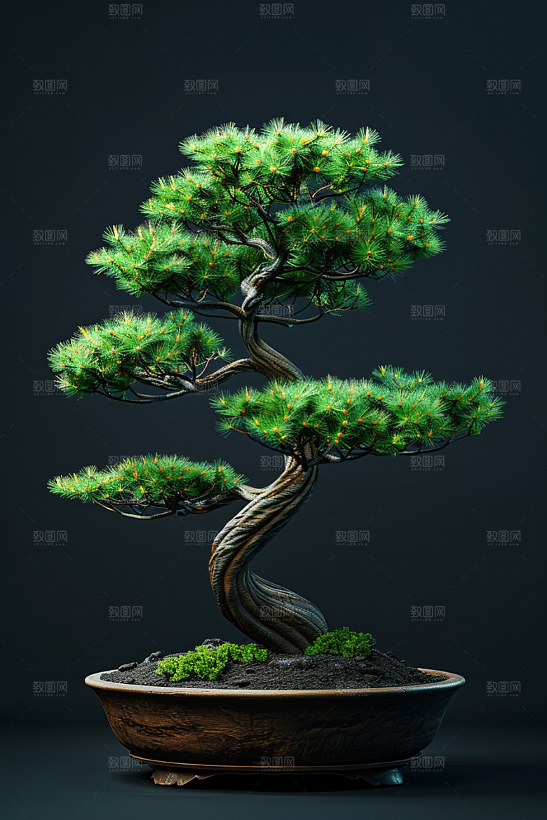 黑松盆景植物中式摄影图