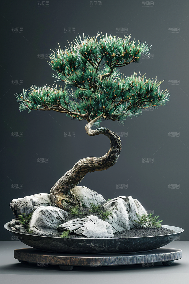黑松盆景高雅日式摄影图