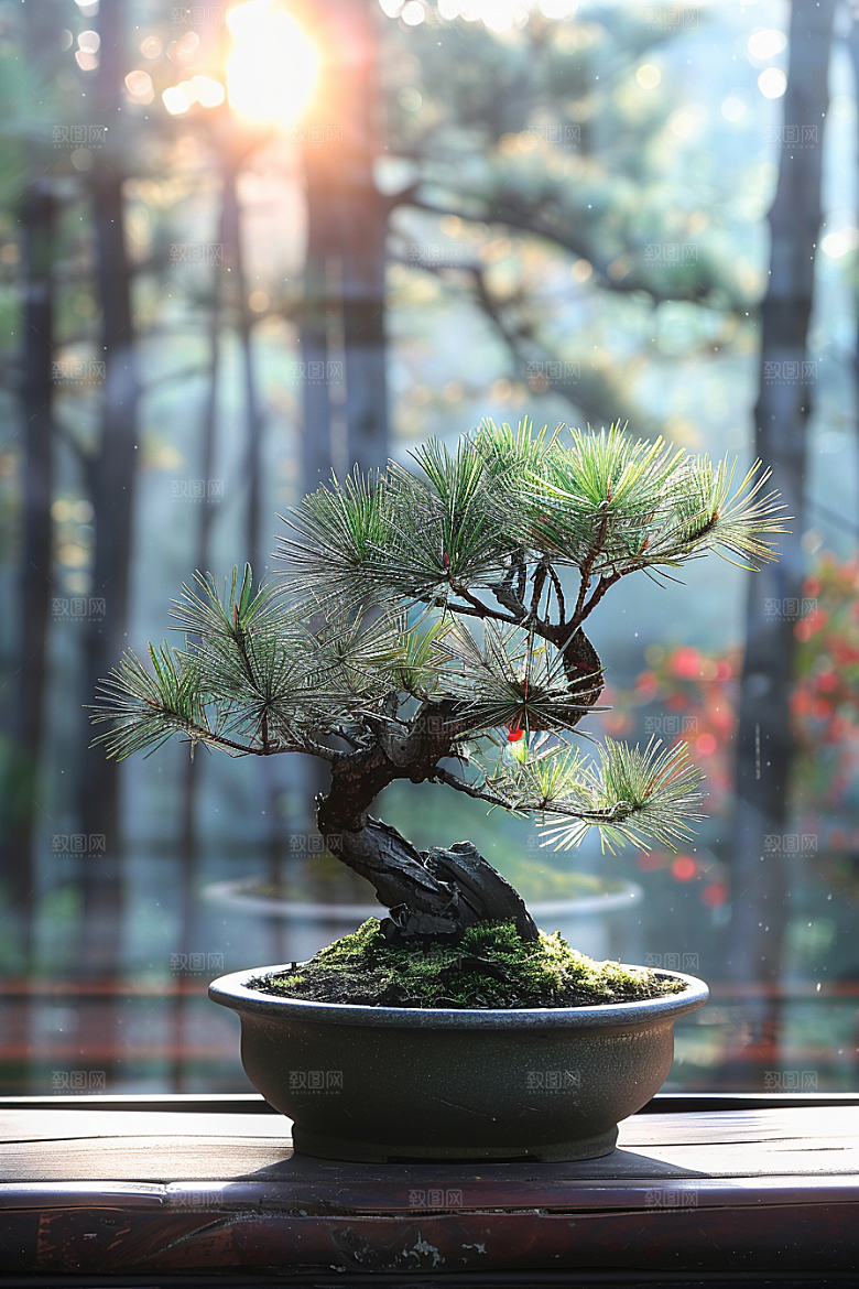 黑松盆景庭院自然摄影图