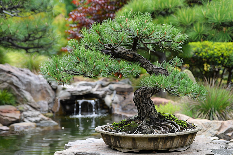 黑松盆景植物装饰摄影图