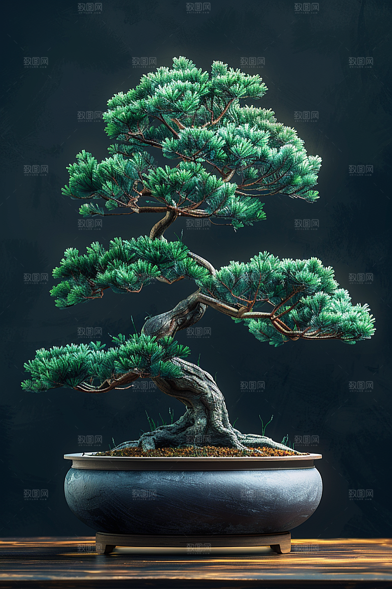 黑松盆景优雅植物摄影图