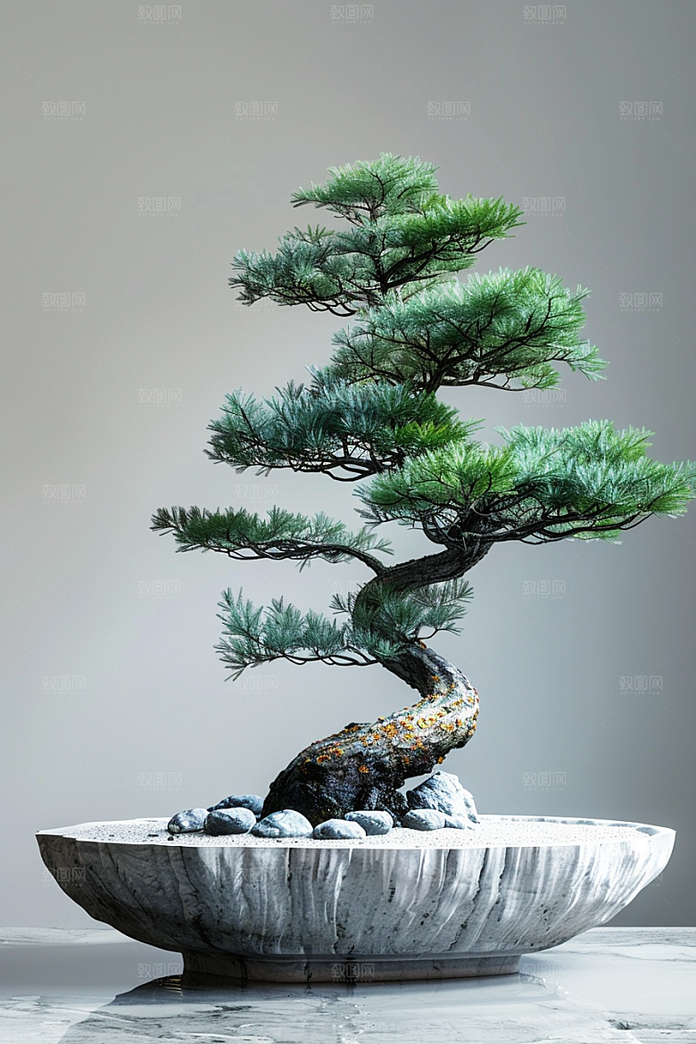 黑松盆景中国风文化摄影图