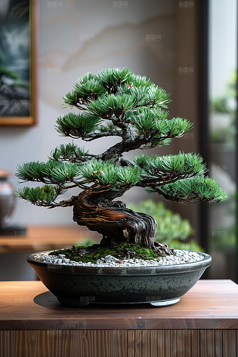 黑松盆景自然松树摄影图