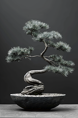 黑松盆景中式日式摄影图