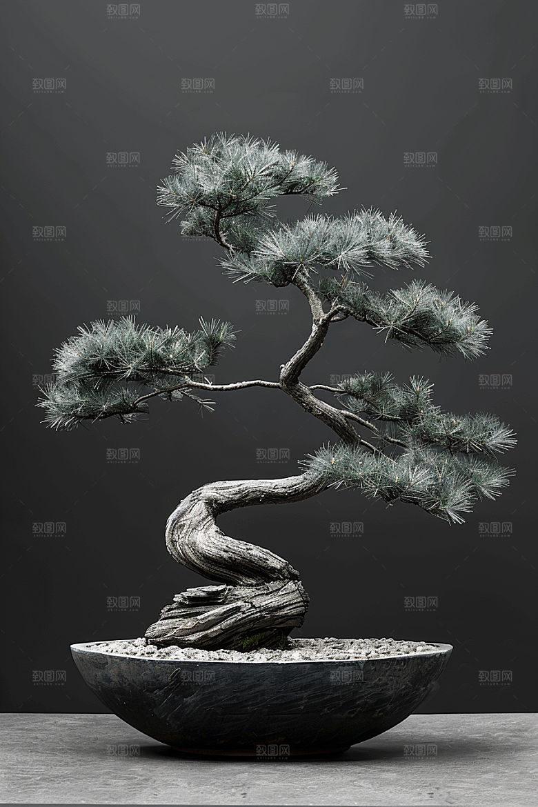 黑松盆景中式日式摄影图