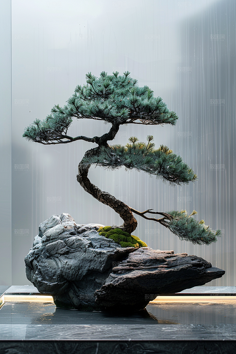 黑松盆景文化高清摄影图