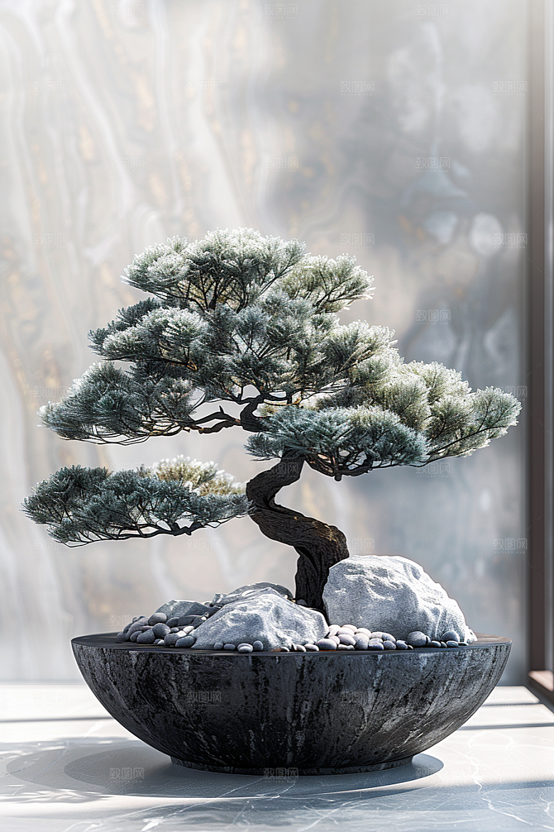 黑松盆景中国风文化摄影图