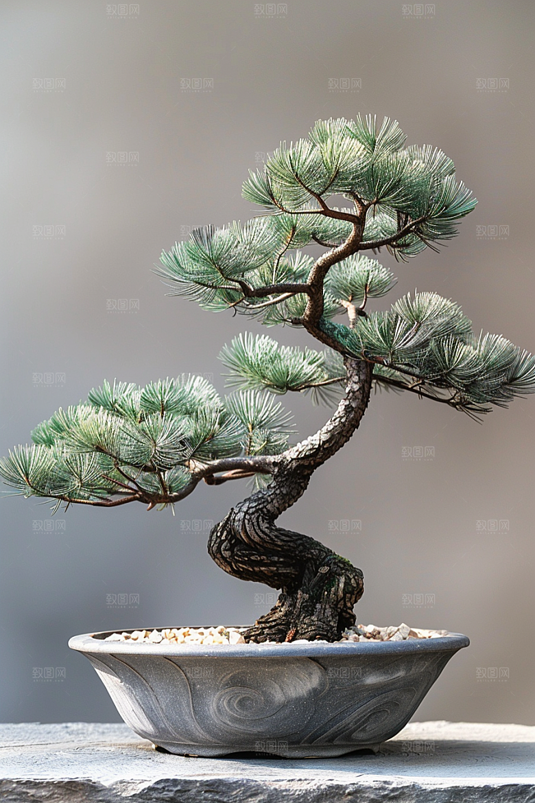 黑松盆景高雅高清摄影图