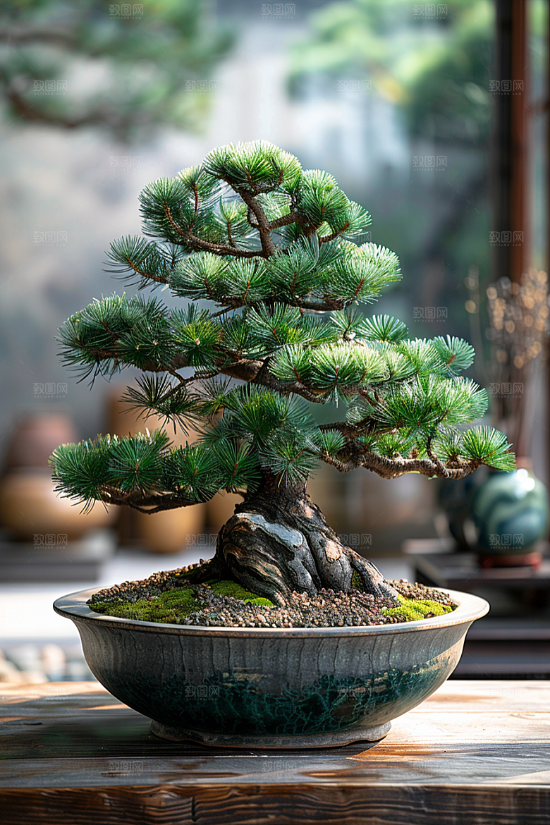 黑松盆景植物雅致摄影图