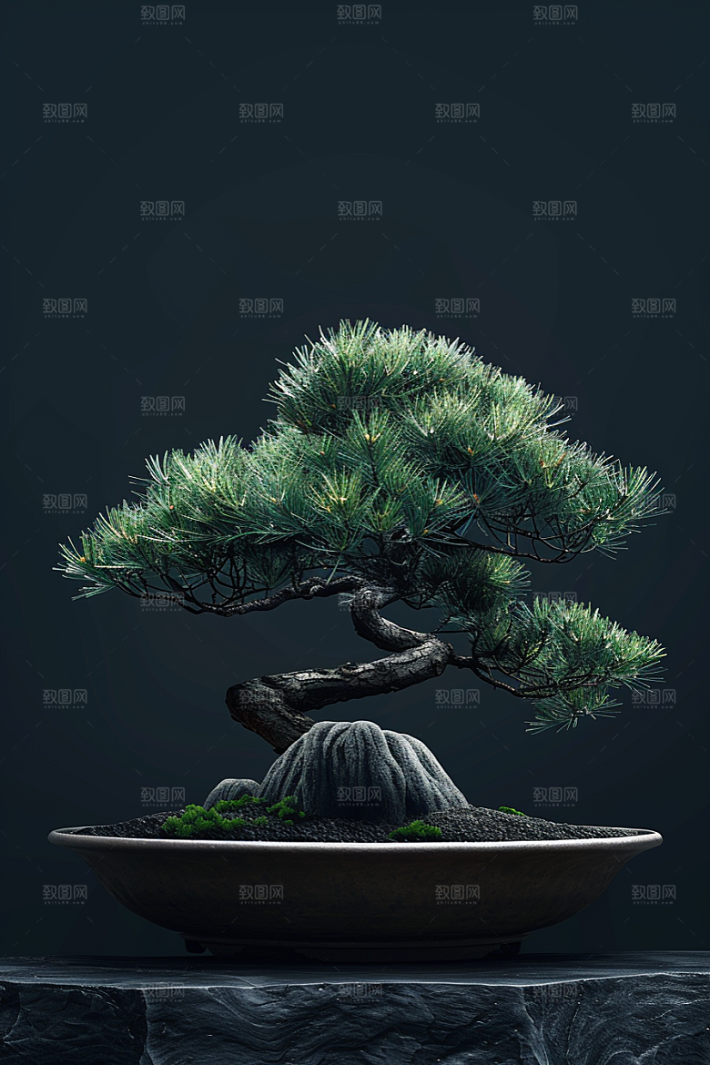 黑松盆景中式高清摄影图