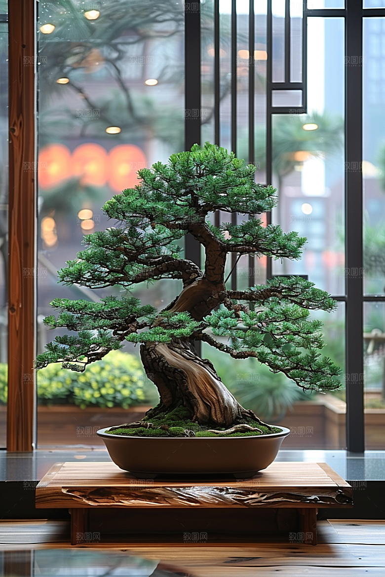 黑松盆景日式庭院摄影图