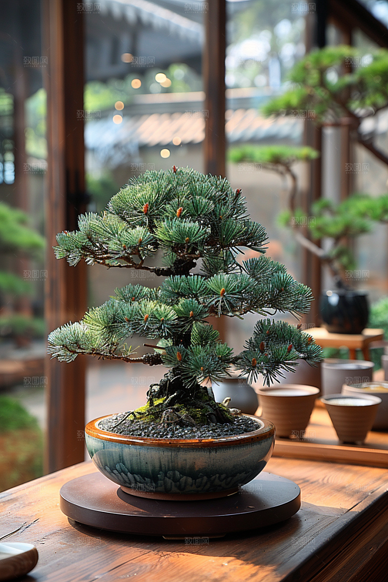 黑松盆景松树高清摄影图