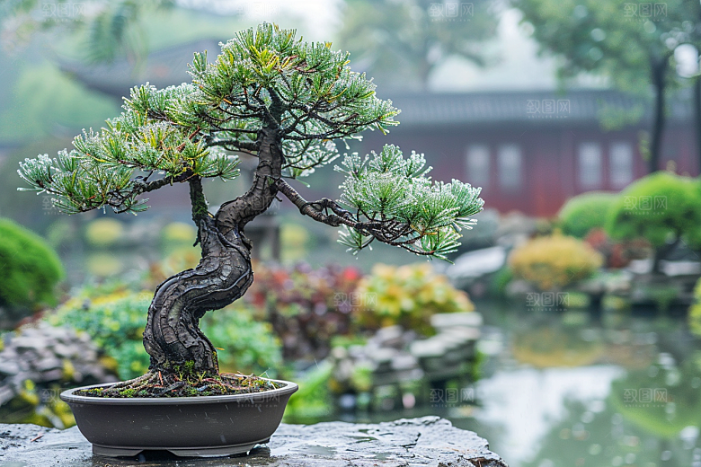 黑松盆景自然雅致摄影图