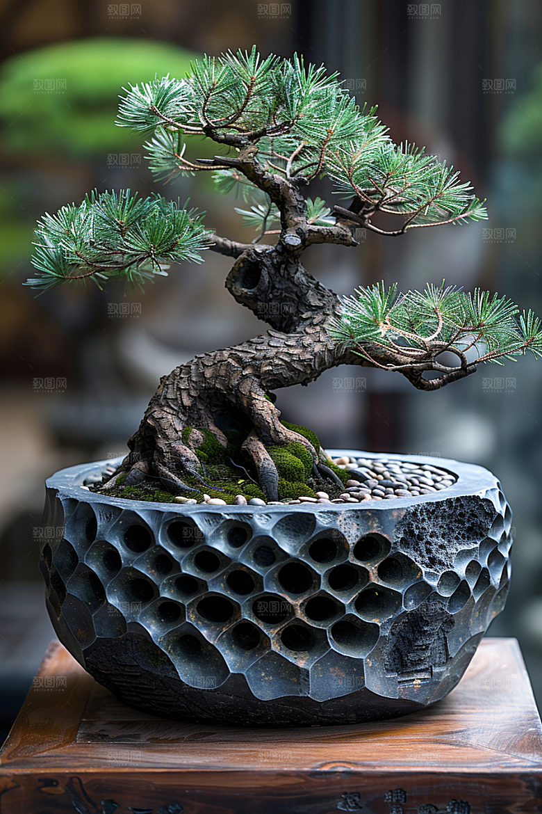 黑松盆景装饰高雅摄影图