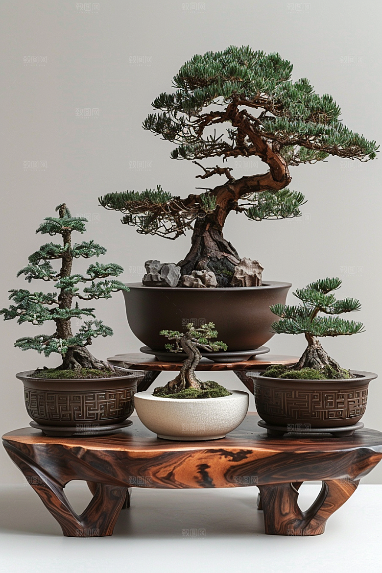 黑松盆景高清自然摄影图