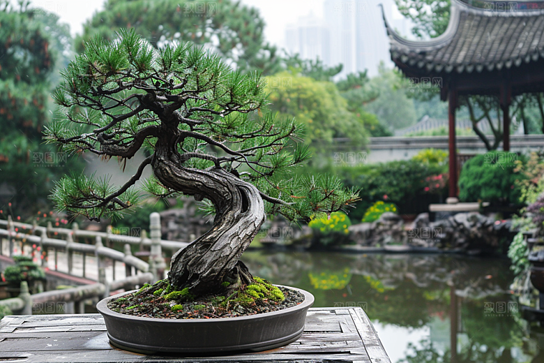 黑松盆景装饰雅致摄影图