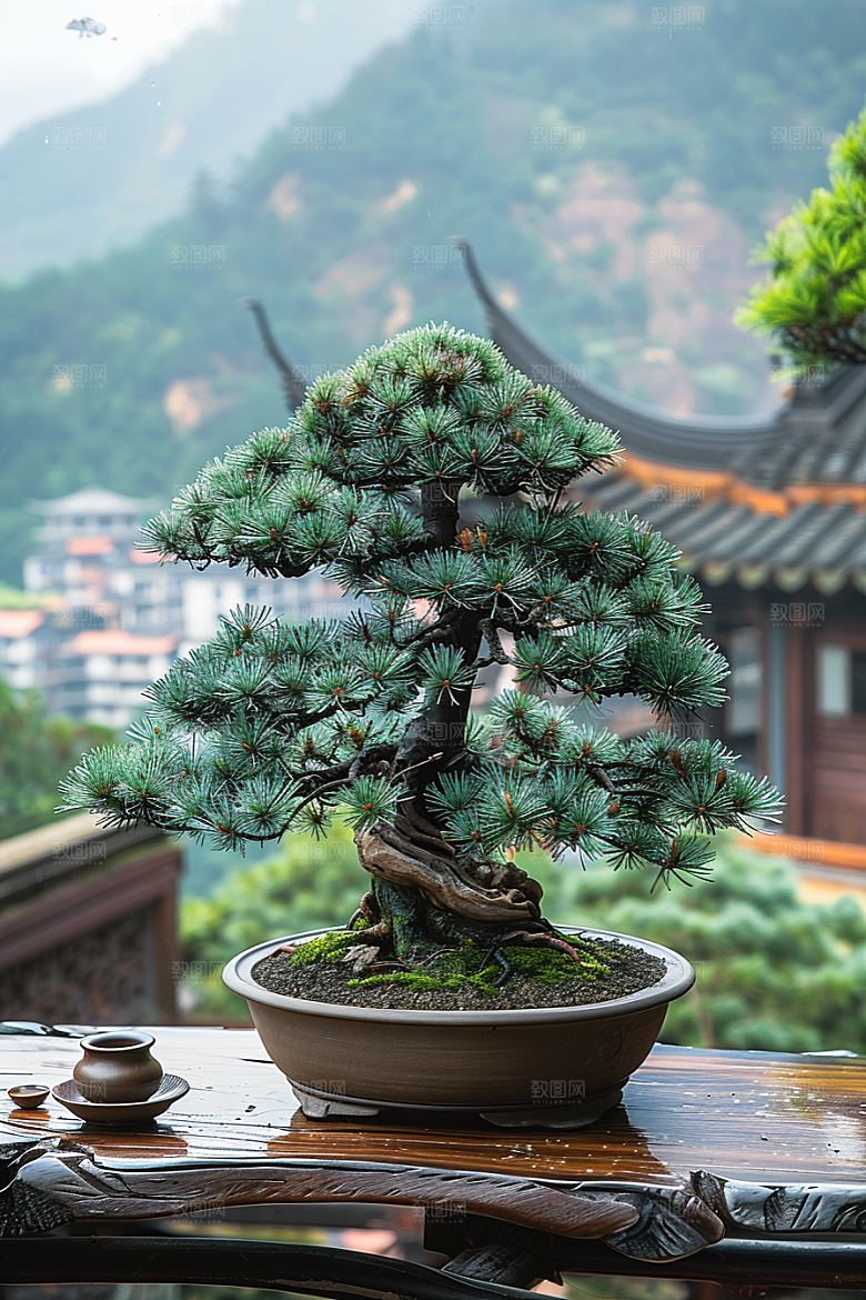 黑松盆景装饰雅致摄影图