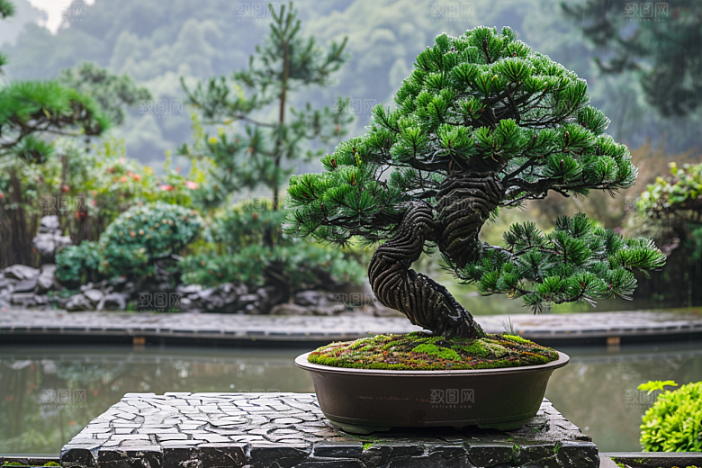 黑松盆景松树优雅摄影图