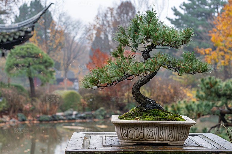 黑松盆景植物高清摄影图