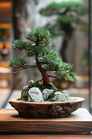 黑松盆景装饰松树摄影图