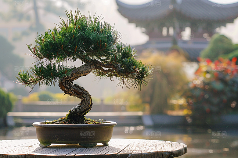 黑松盆景庭院松树摄影图