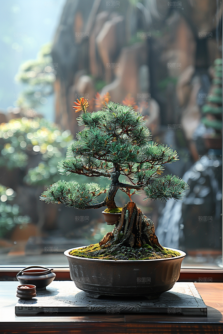 黑松盆景高雅中国风摄影图