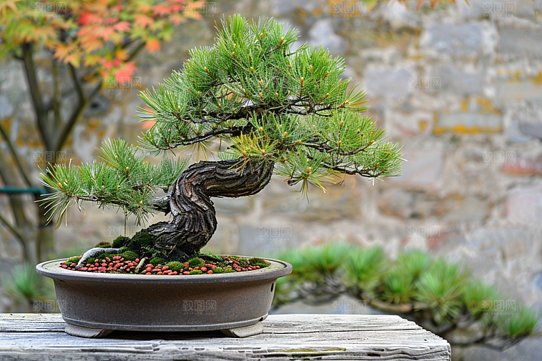 黑松盆景松树日式摄影图