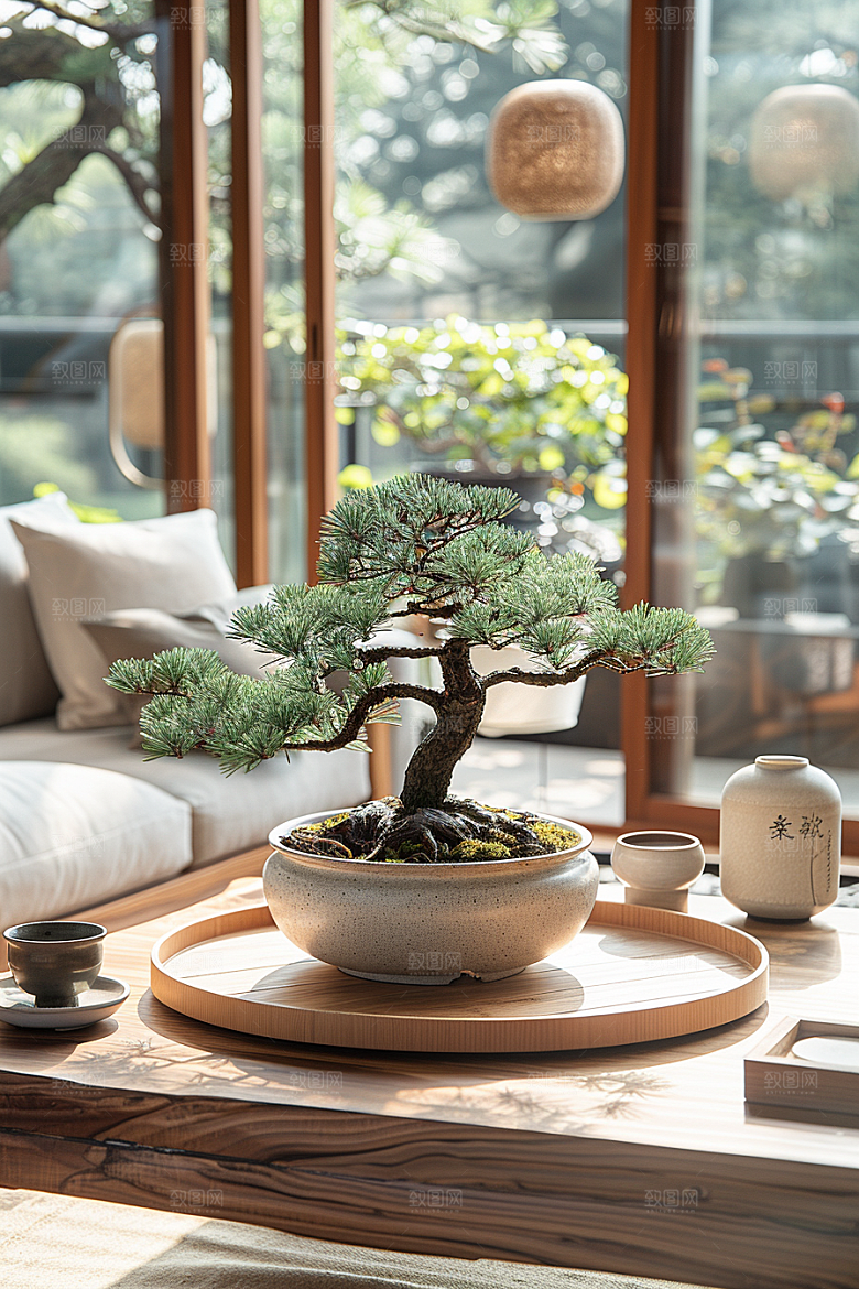 黑松盆景中式松树摄影图