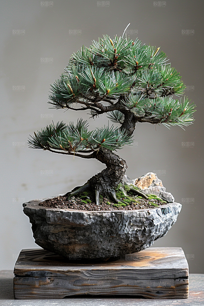 黑松盆景装饰庭院摄影图