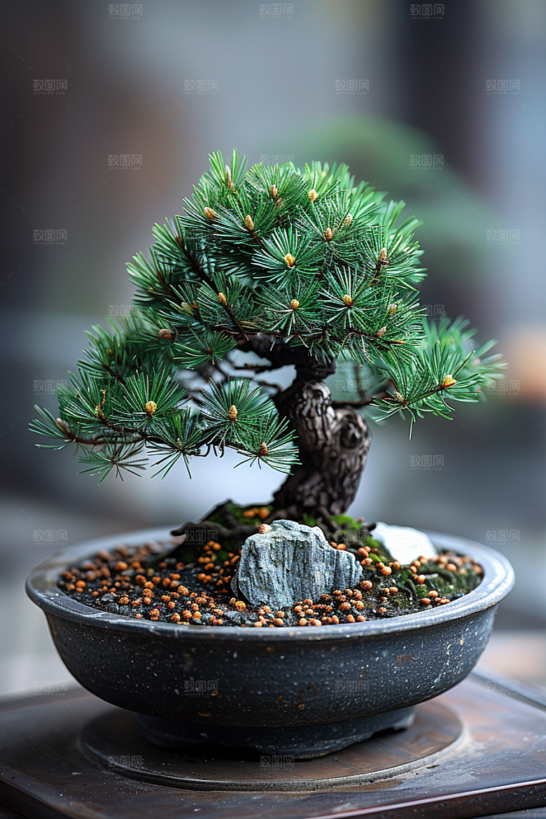 黑松盆景优雅高雅摄影图