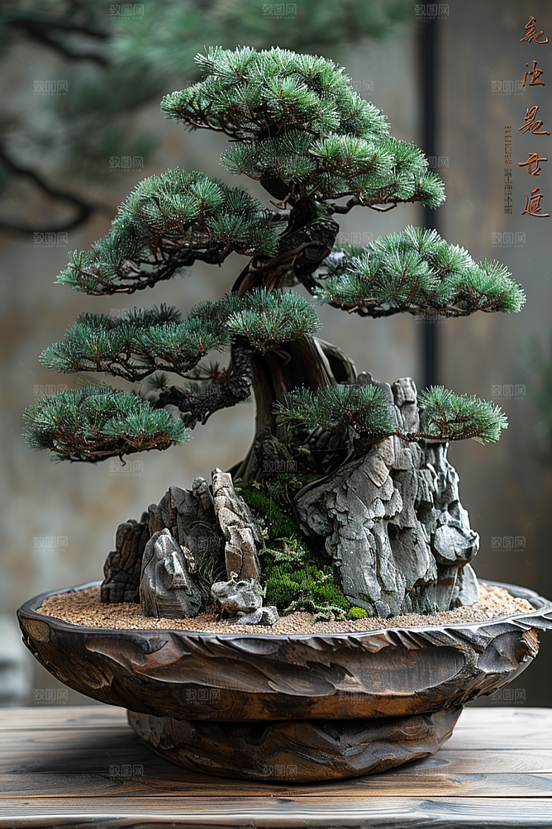 黑松盆景优雅中式摄影图
