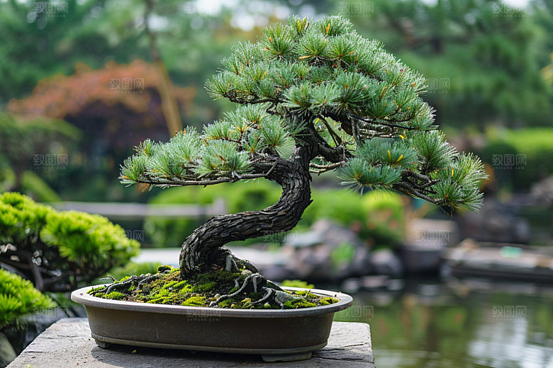 黑松盆景松树文化摄影图