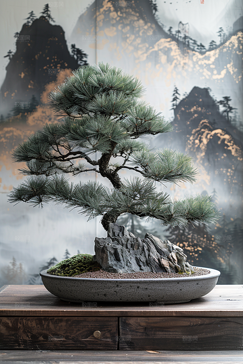 黑松盆景庭院植物摄影图
