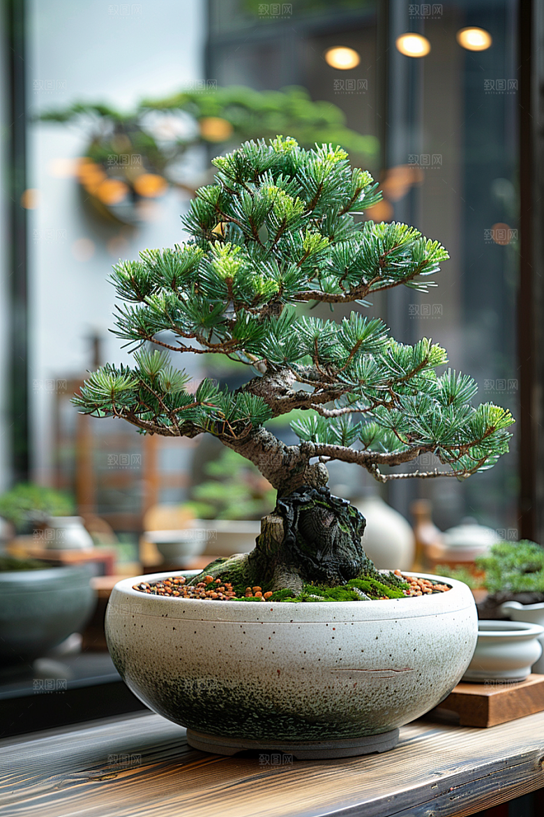 黑松盆景文化高清摄影图