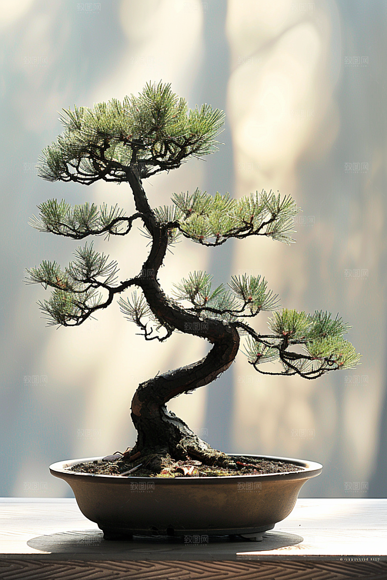 黑松盆景庭院植物摄影图