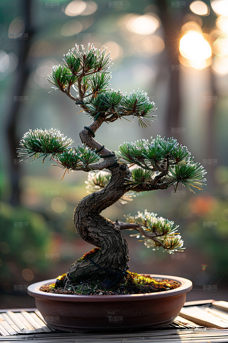 黑松盆景中式优雅摄影图