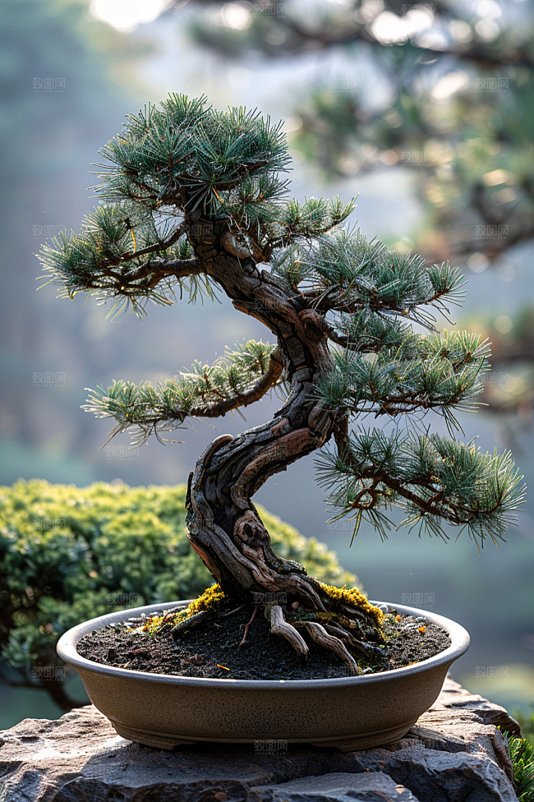 黑松盆景文化自然摄影图