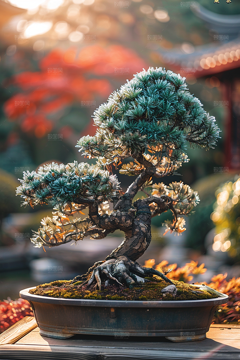 黑松盆景松树中式摄影图