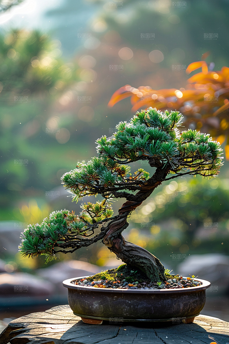 黑松盆景中式雅致摄影图