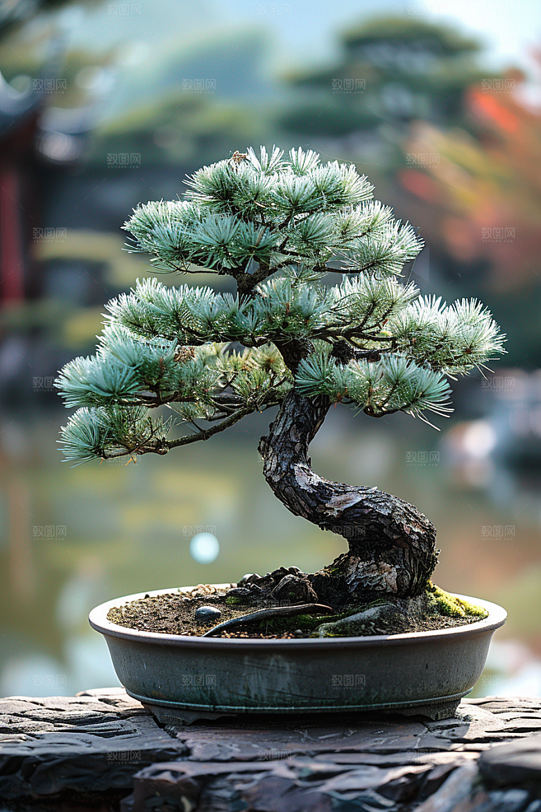 黑松盆景庭院自然摄影图
